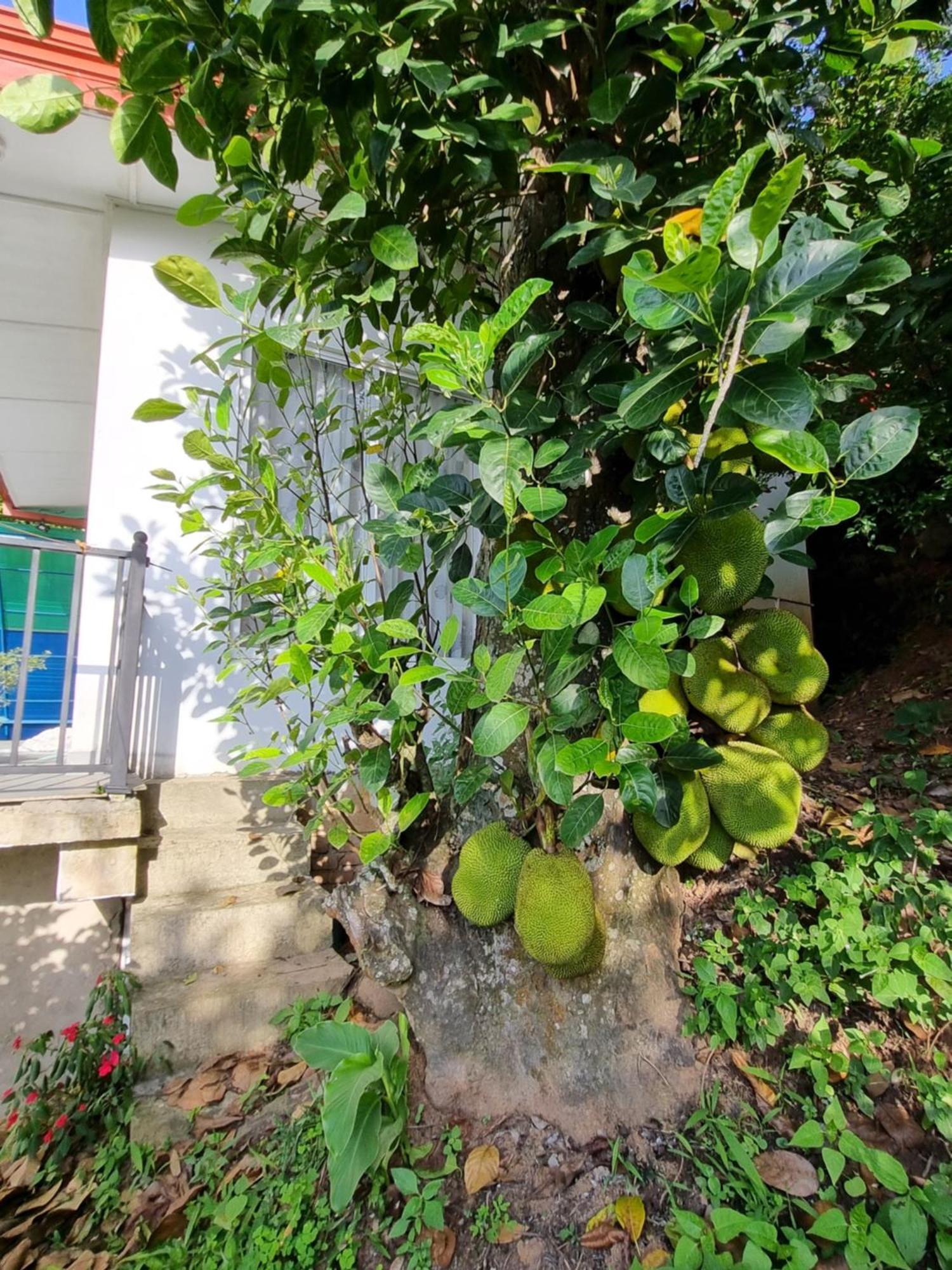 Squirrel'S Nest Hotell Kandy Exteriör bild